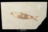 Bargain Knightia Fossil Fish - Wyoming #16480-1